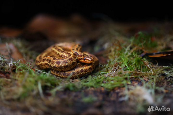 Узорчатые полозы. Змеи для новичков