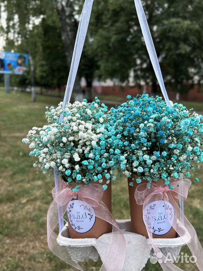 Гипсофила в стаканчике