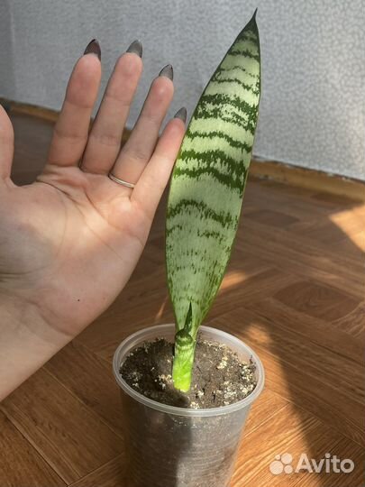 Сансевиерия