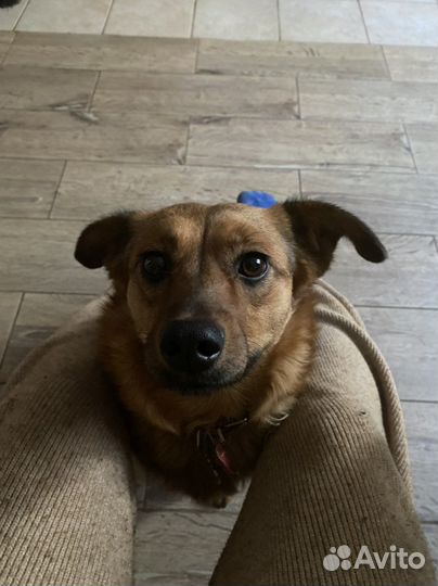 Зооняня/Догситтер/ Передержка для собак