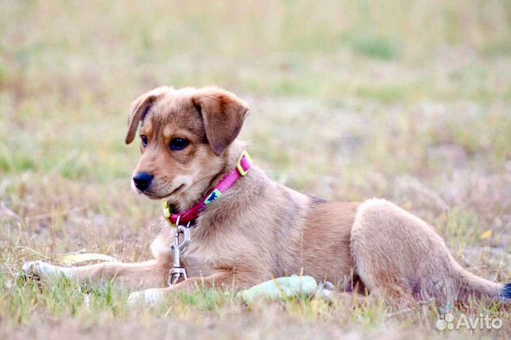 Смышленная Альма в поисках семьи