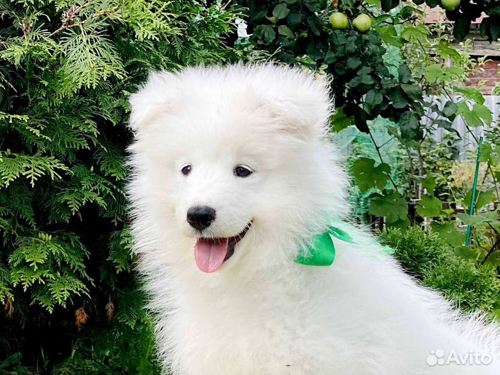 Щенки самоеда