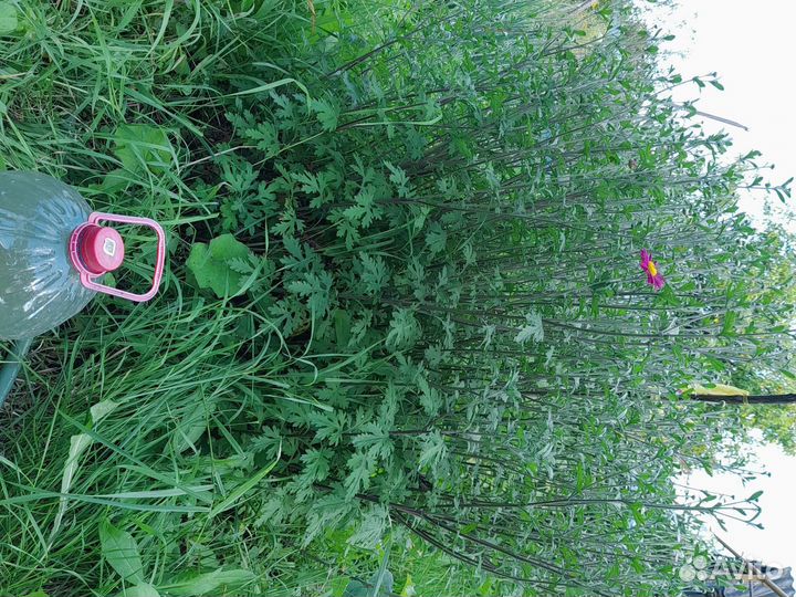 Хризантема кустовая саженцы