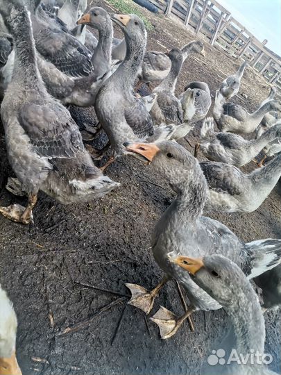 Гуси гусь купить гусей