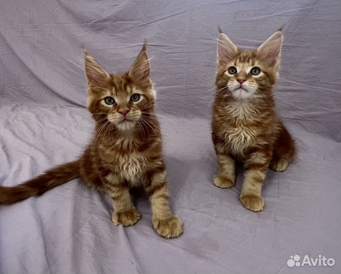 Котята мейн-кун