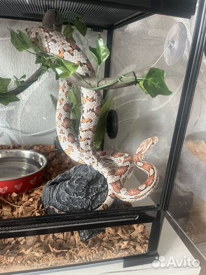 Змея с террариумом