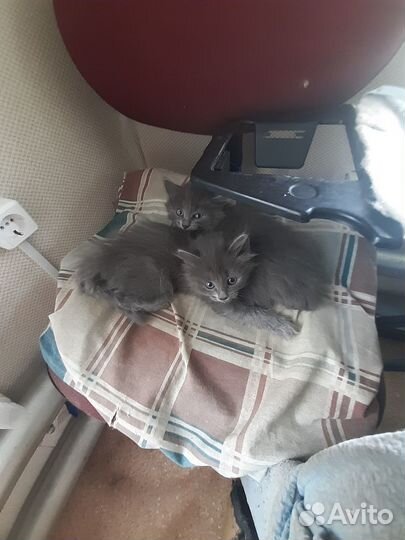 Отдам в добрые руки,мама вислоухая