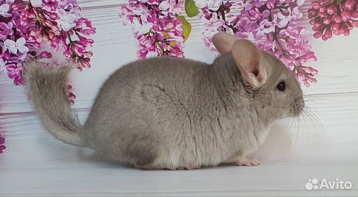 Шиншилла Мадлен