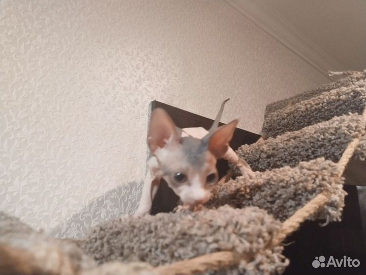 Канадский Сфинкс мальчик