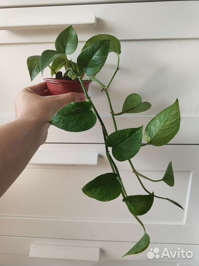 Эпипремнум ауреум и сциндапсус золотистый