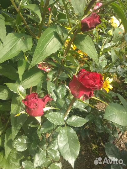 Розы красные