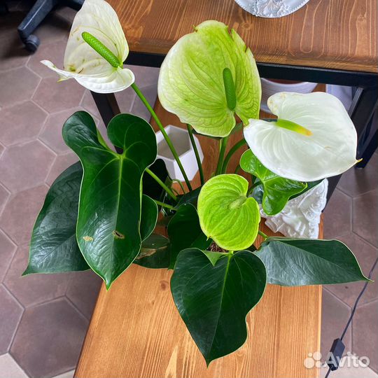 Антуриум Альпайн