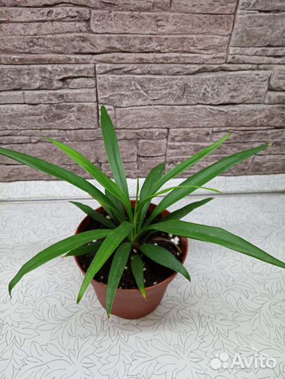 Хамедорея Элеганс