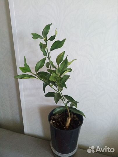 Цитрусовые растения в квартиру и дом