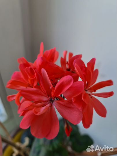 Ораньжевая Мотылёк пеларгония герань