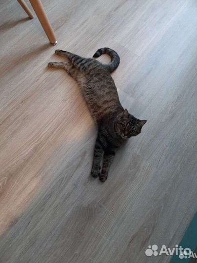 Отдаем кошку