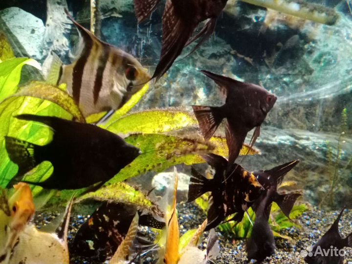 Рыбки скалярии