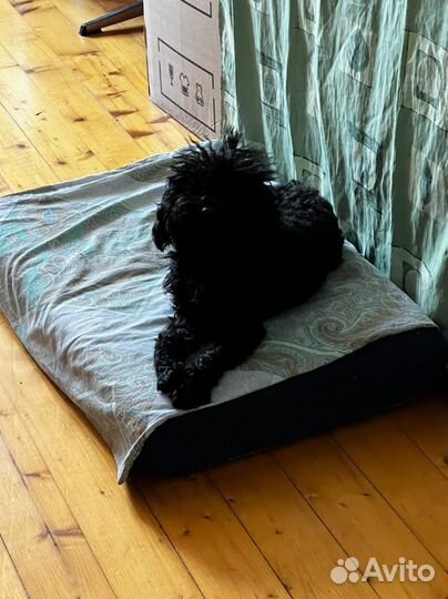 Той-пудель вязка