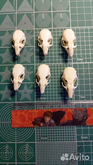 Крысиные черепа