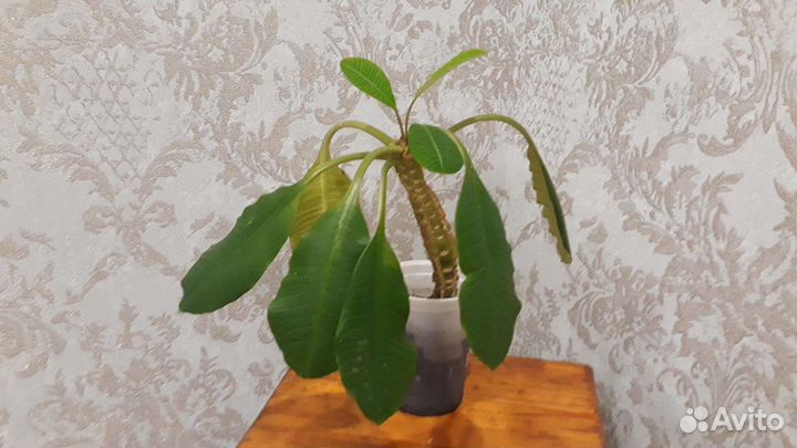 Молочаи много разные