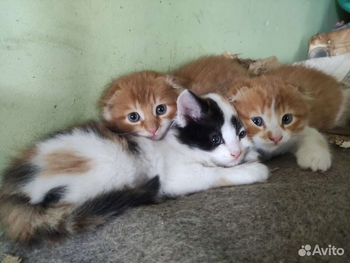 Котята в дар бесплатно