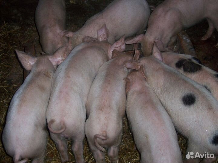 Поросята