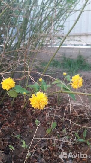 Керрия японская.Многолетний кустарник