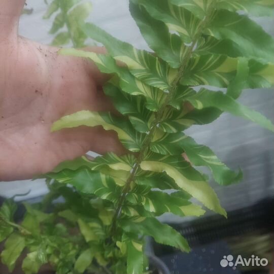 Нефролепис тайгер