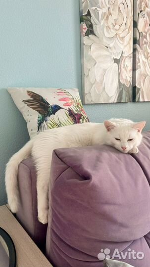 Кот на вязку