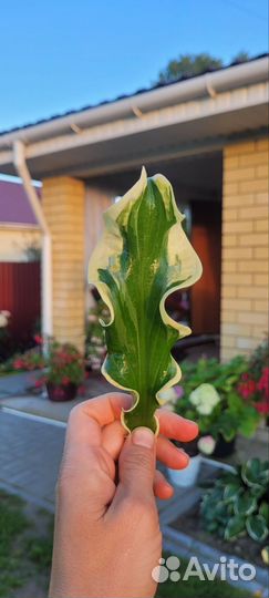 Хоста Whee (Вии)