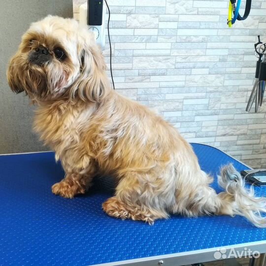 Стрижка животных