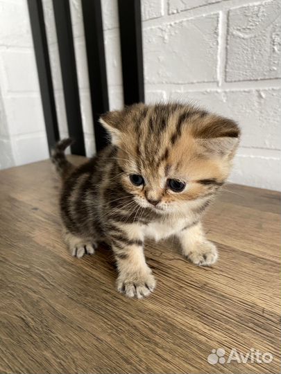 Шотландская