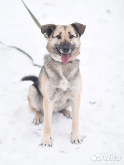 Собака в добрые руки, ищет дом, приют