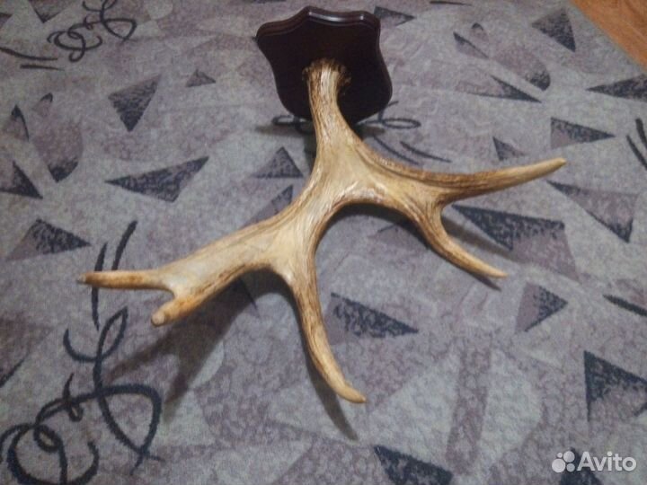 Продам рога лося