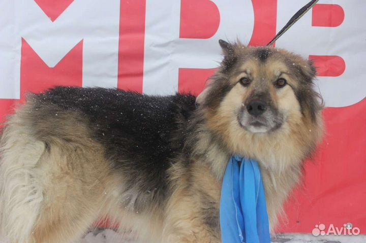 Пушистик Барон ищет семью