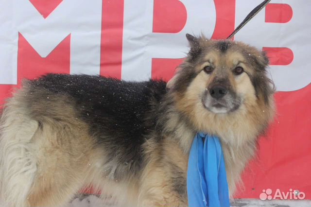 Пушистик Барон ищет семью