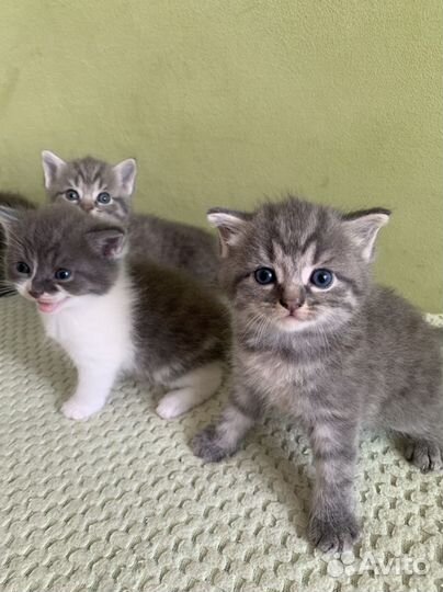 Котята Британцы