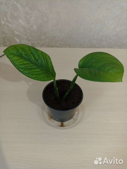 Монстера пиннатипартита