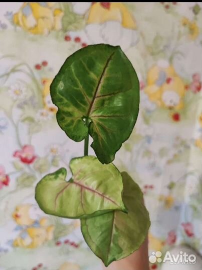 Сингониумы сортовые