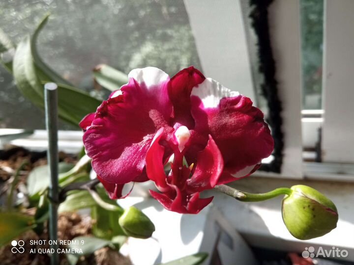 Орхидея взр Phal. Фуллера Саншайн в наличии