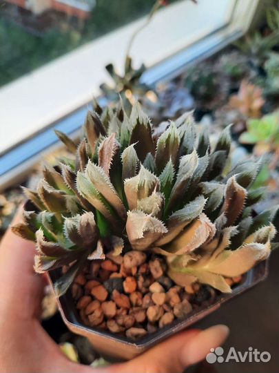 Суккуленты в ассортименте