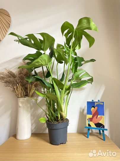 Монстера делициоза большая