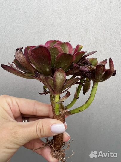 Редкие эониумы