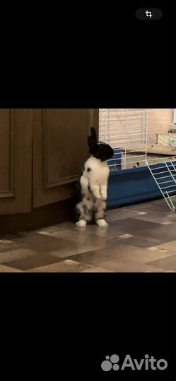 Декоративные кролики