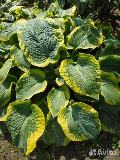 Сортовые хосты №2