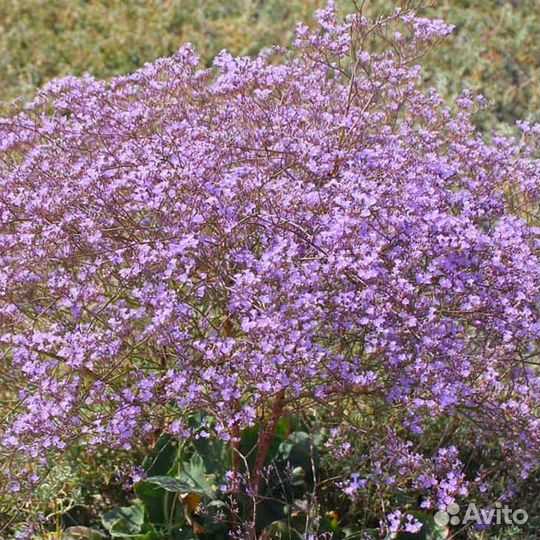 Кермек широколистный