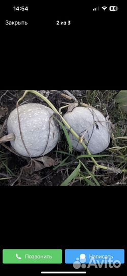 Тыква оптом