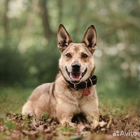 Собаки бесплатно в добрые руки