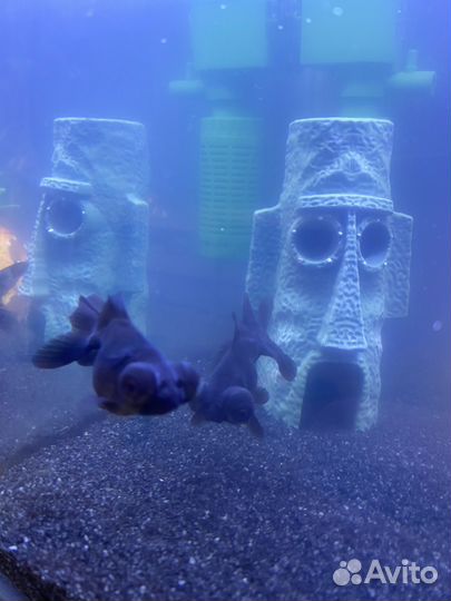 Аквариум с рыбками