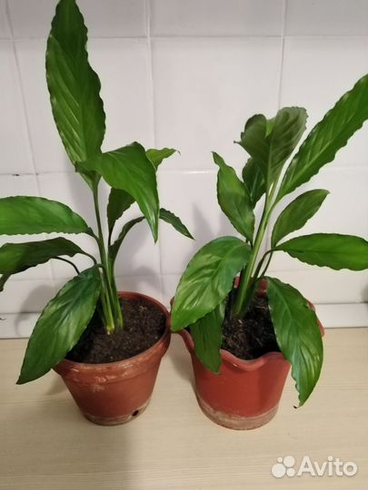 Спатифиллум